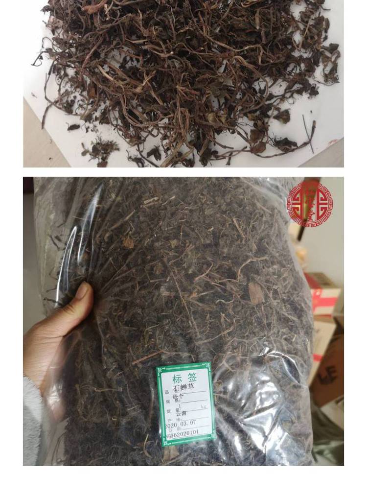 散血丹图片(散血丹图片大全大图)