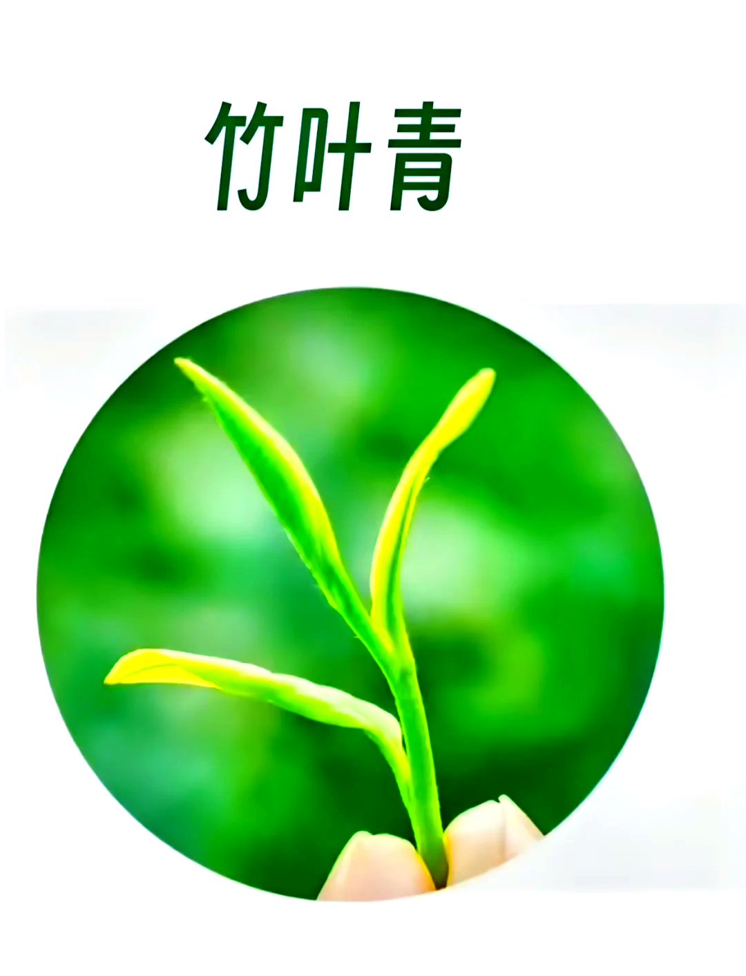 竹叶青属于什么茶(峨眉竹叶青属于什么茶)