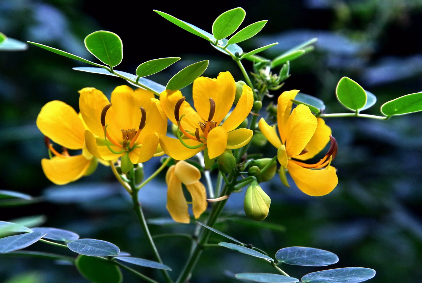 100种黄花的名字图片(100种黄花的名字图片药材)