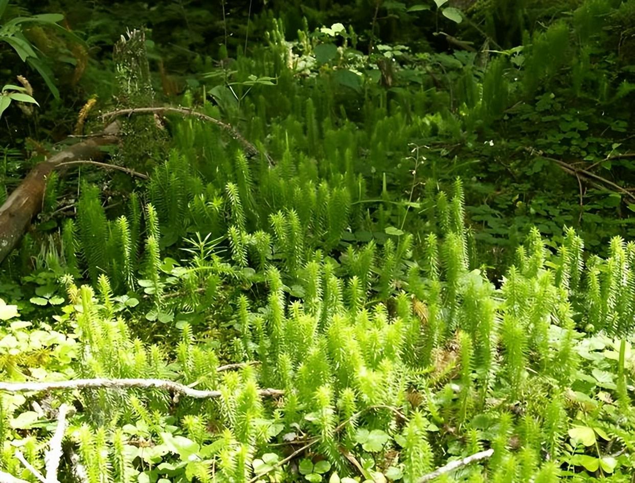 石筋草(石筋草的十大功效) 石筋草(石筋草的十大功效)