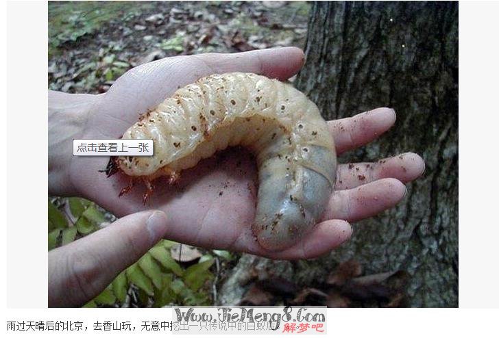 女人梦见蛆是什么预兆(女人梦见蛆什么预兆婚姻)