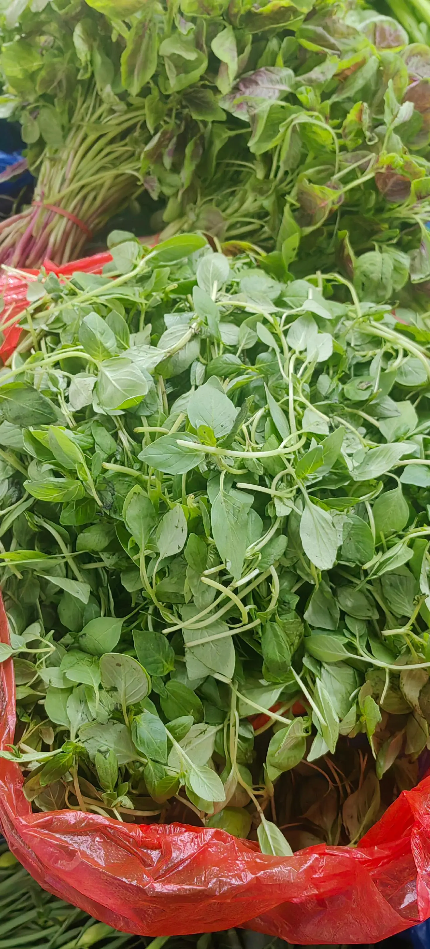 荆芥菜图片(湖北荆芥菜图片)