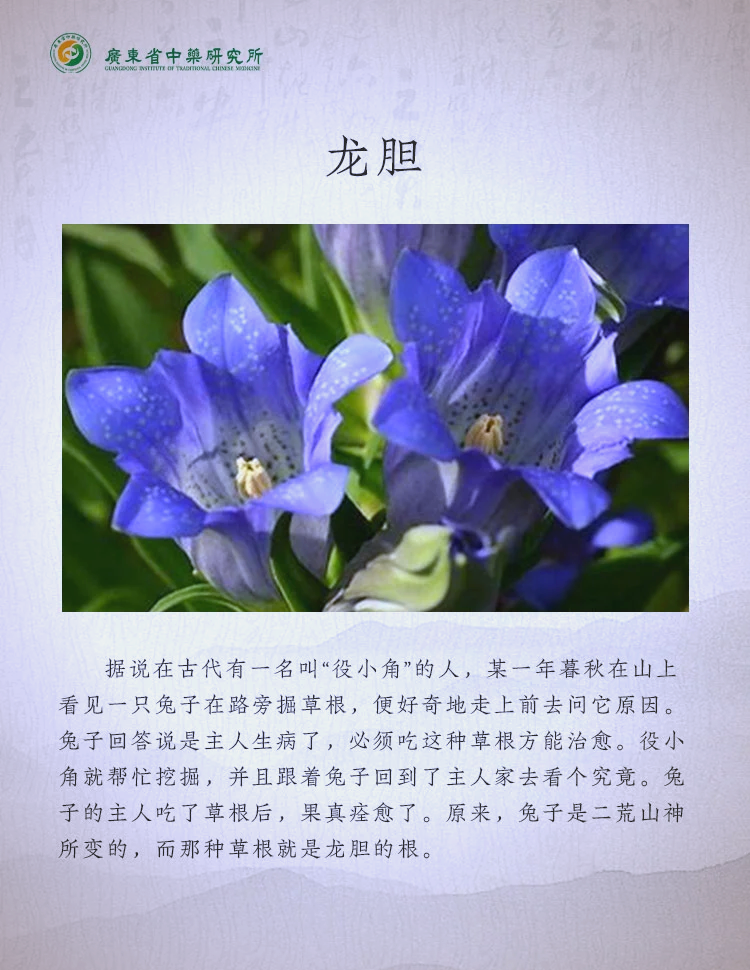 龙胆草泡水喝的功效(龙胆草泡水喝的功效吃多长时间)