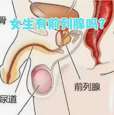 前列腺在哪里位置图片(男人前列腺炎有什么症状表现)