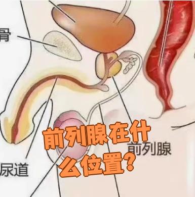 前列腺在哪里位置图片(男人前列腺炎有什么症状表现)