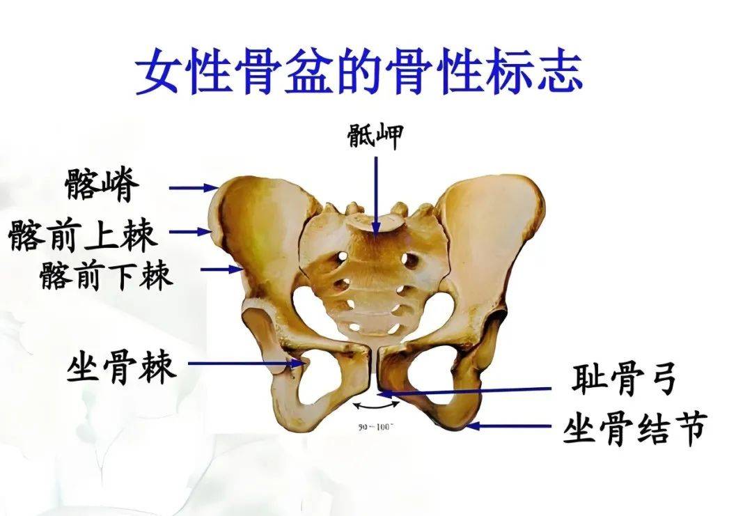 耻骨的准确位置图(骶髂骨的准确位置图)