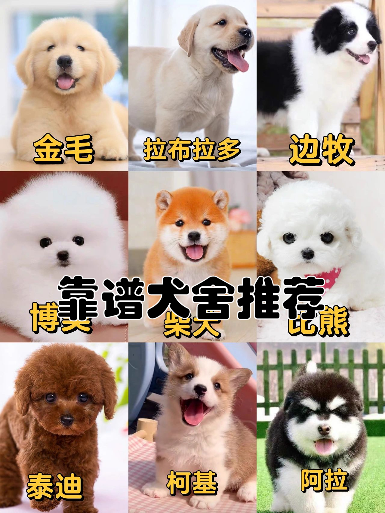 小型狗狗品种大全及图片(小型狗狗品种大全及图片和名字)
