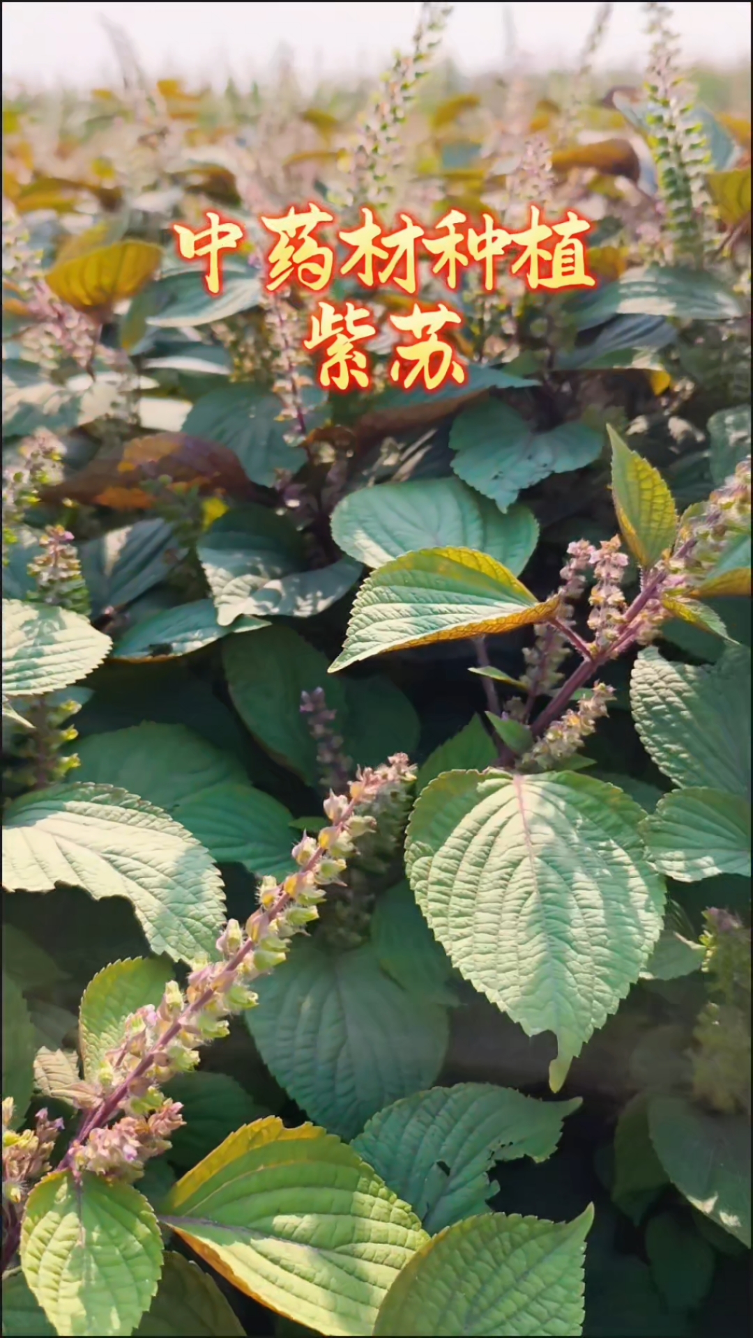 紫苏的图片大全(紫苏图片大全大图简笔画)