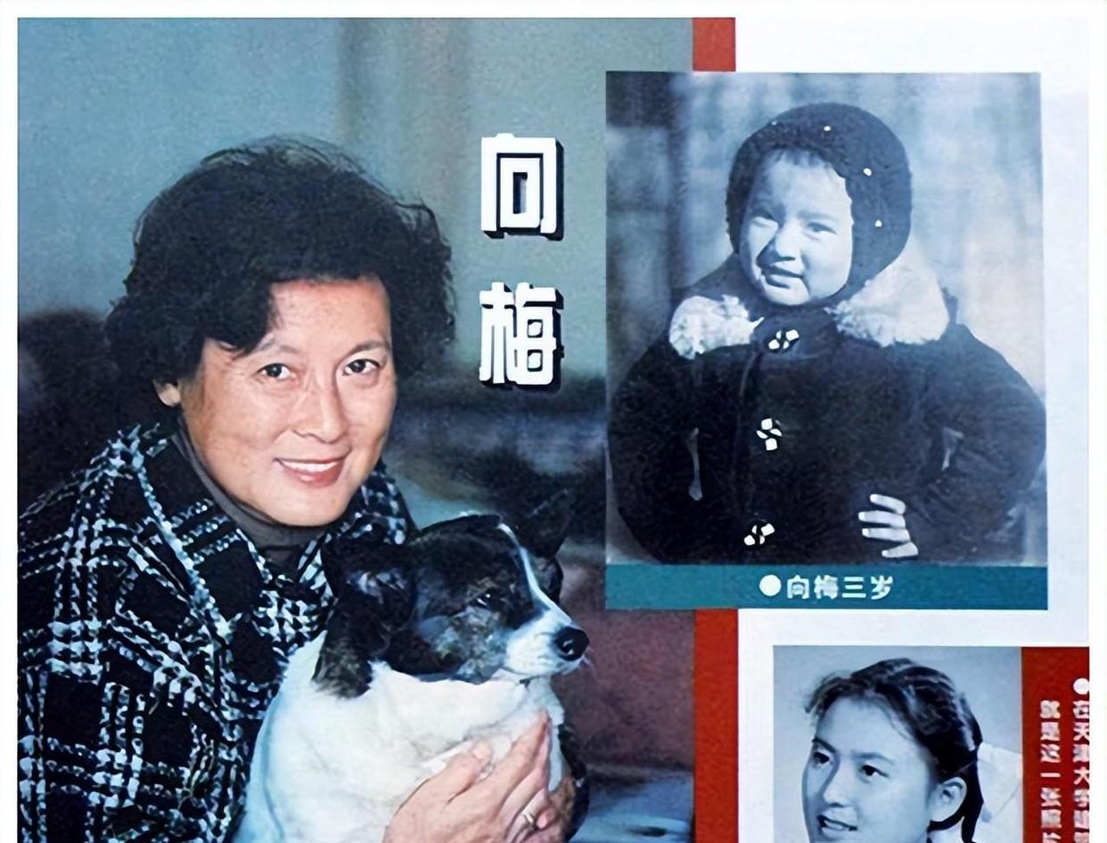 向梅个人资料(老演员向梅个人资料)