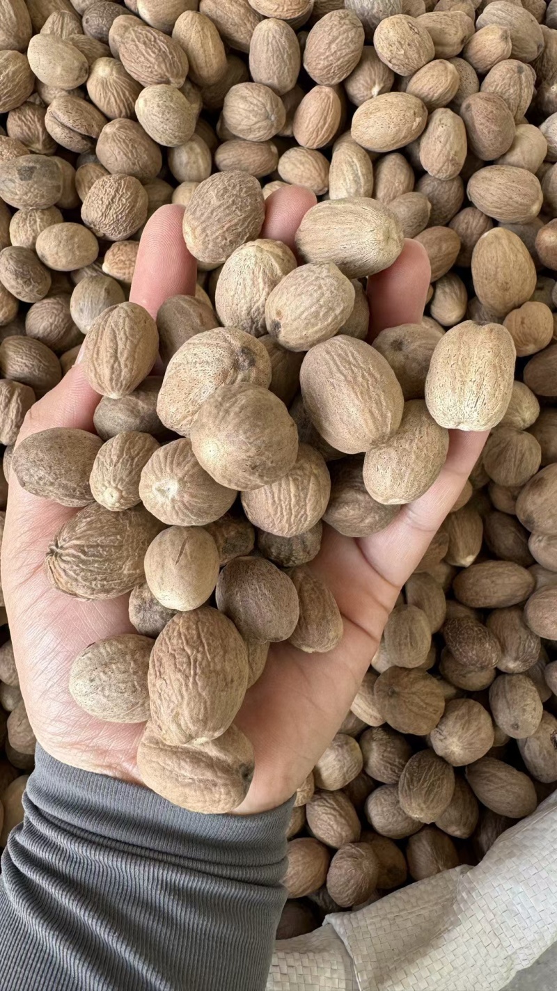豆蔻的图片(豆蔻的图片是什么样子)