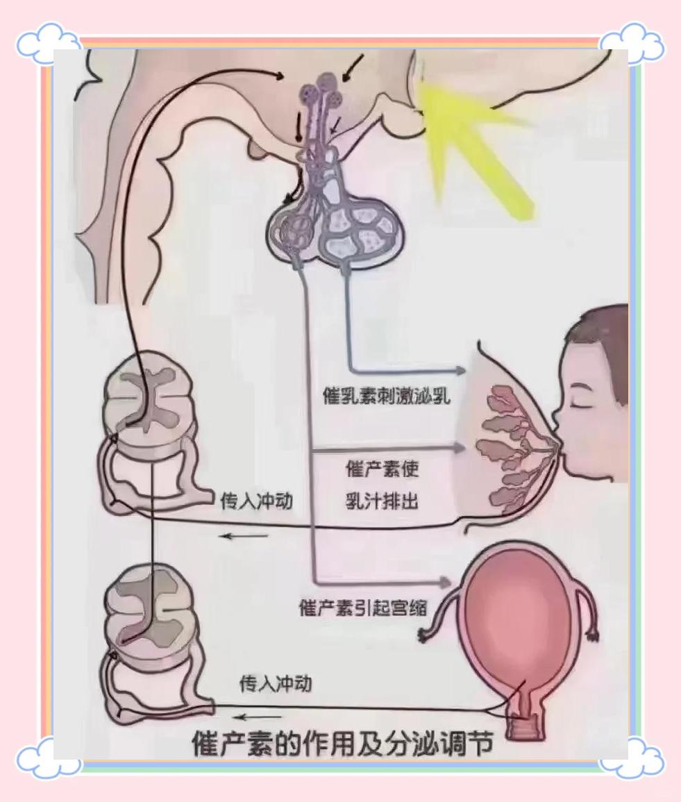 人乳汁(人乳汁有什么功效和作用)