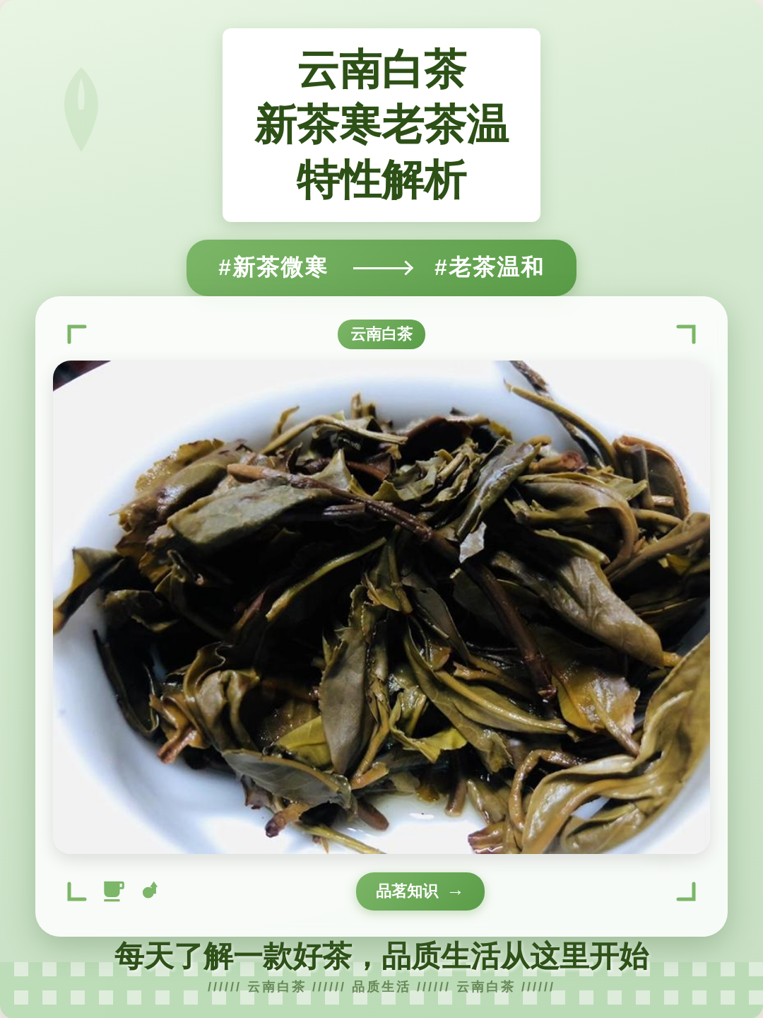 白茶性寒还是性温(福鼎白茶性寒还是性温)