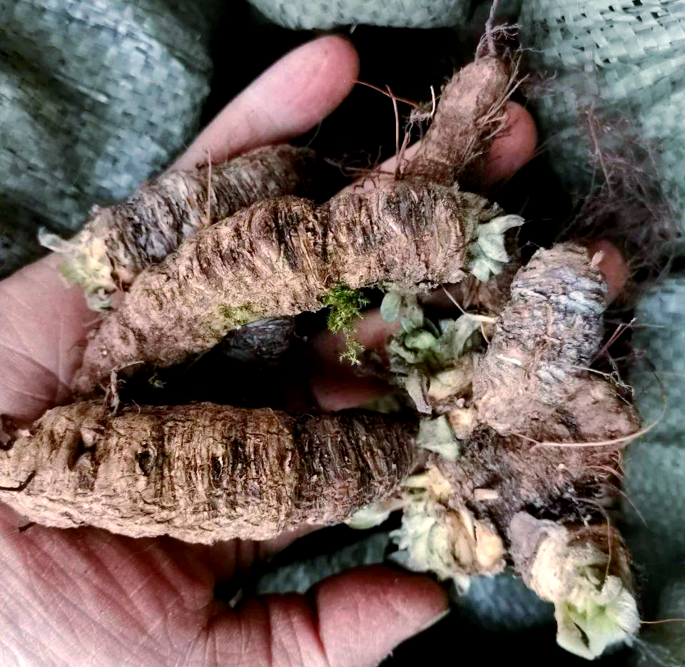 岩白菜的图片(岩白菜的图片与)