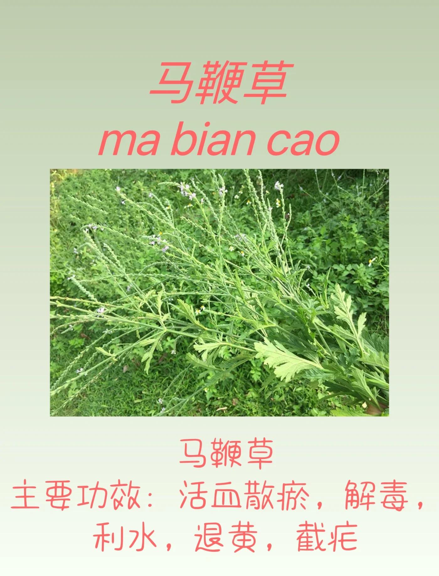 活血草的功效与作用(活血草的功效与作用是什么)