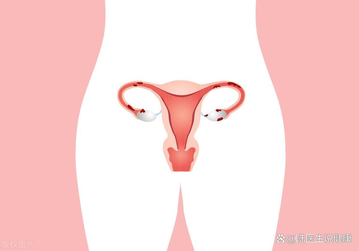 女生子宫图片(正常宫颈图片高清 子宫)