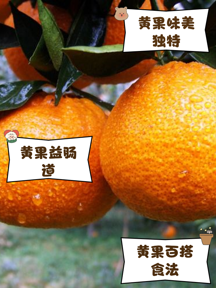 山黄(山黄皮果图片)