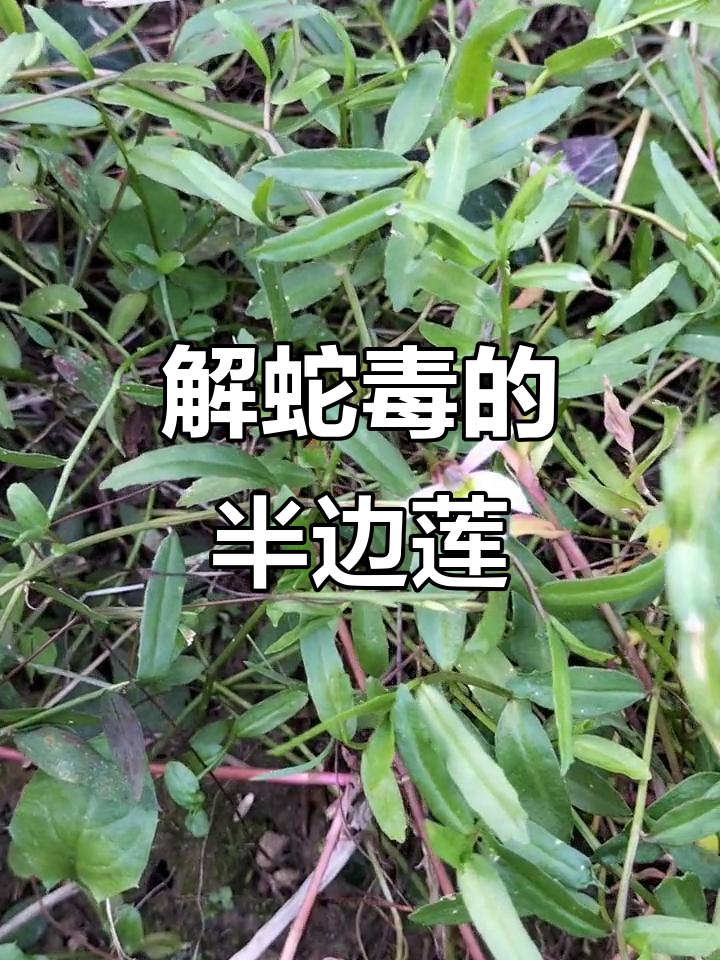 蛇莲图片(蛇莲的图片)