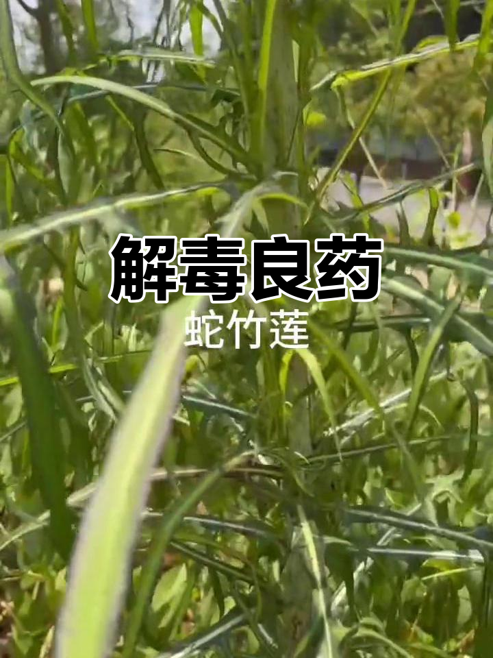 蛇莲图片(蛇莲的图片)
