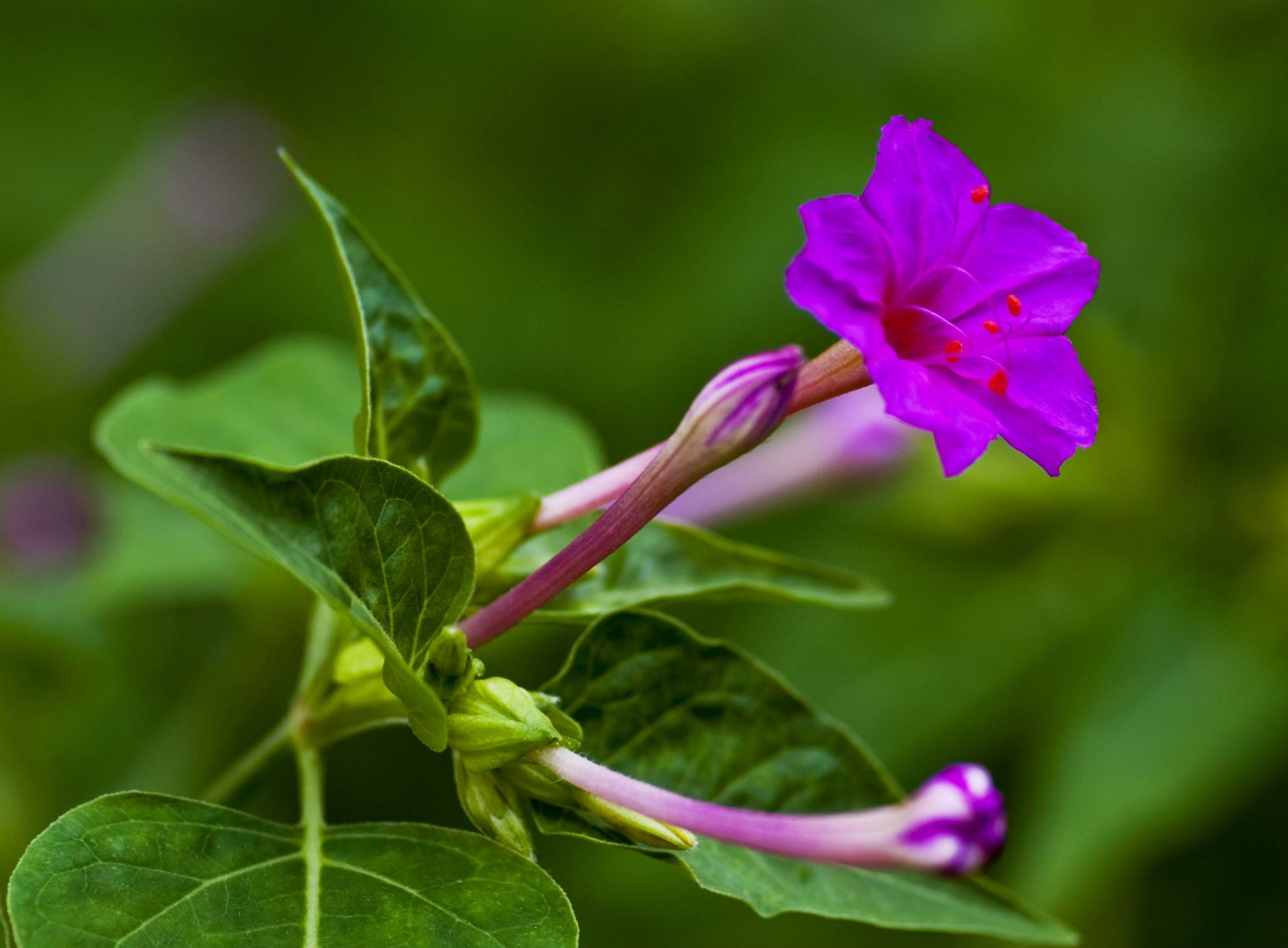 茉莉图片(茉莉蜜茶图片) 茉莉图片(茉莉蜜茶图片)