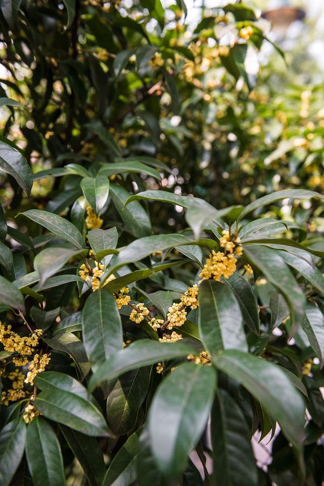 桂树图片(桂花树图片)