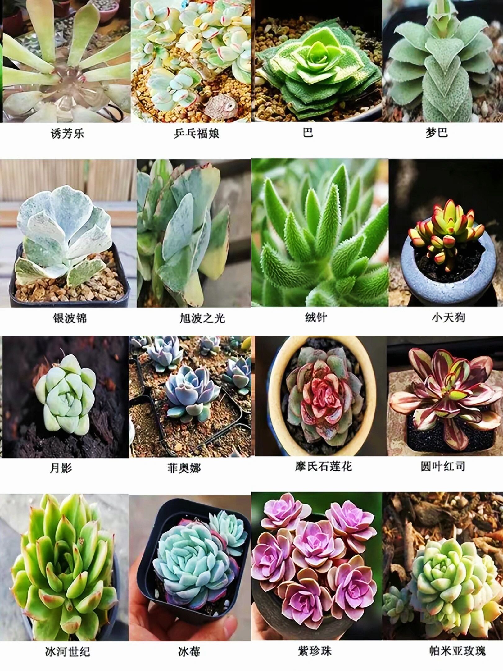 多肉植物图片大全名称(多肉植物图片及名称 图鉴 品种)