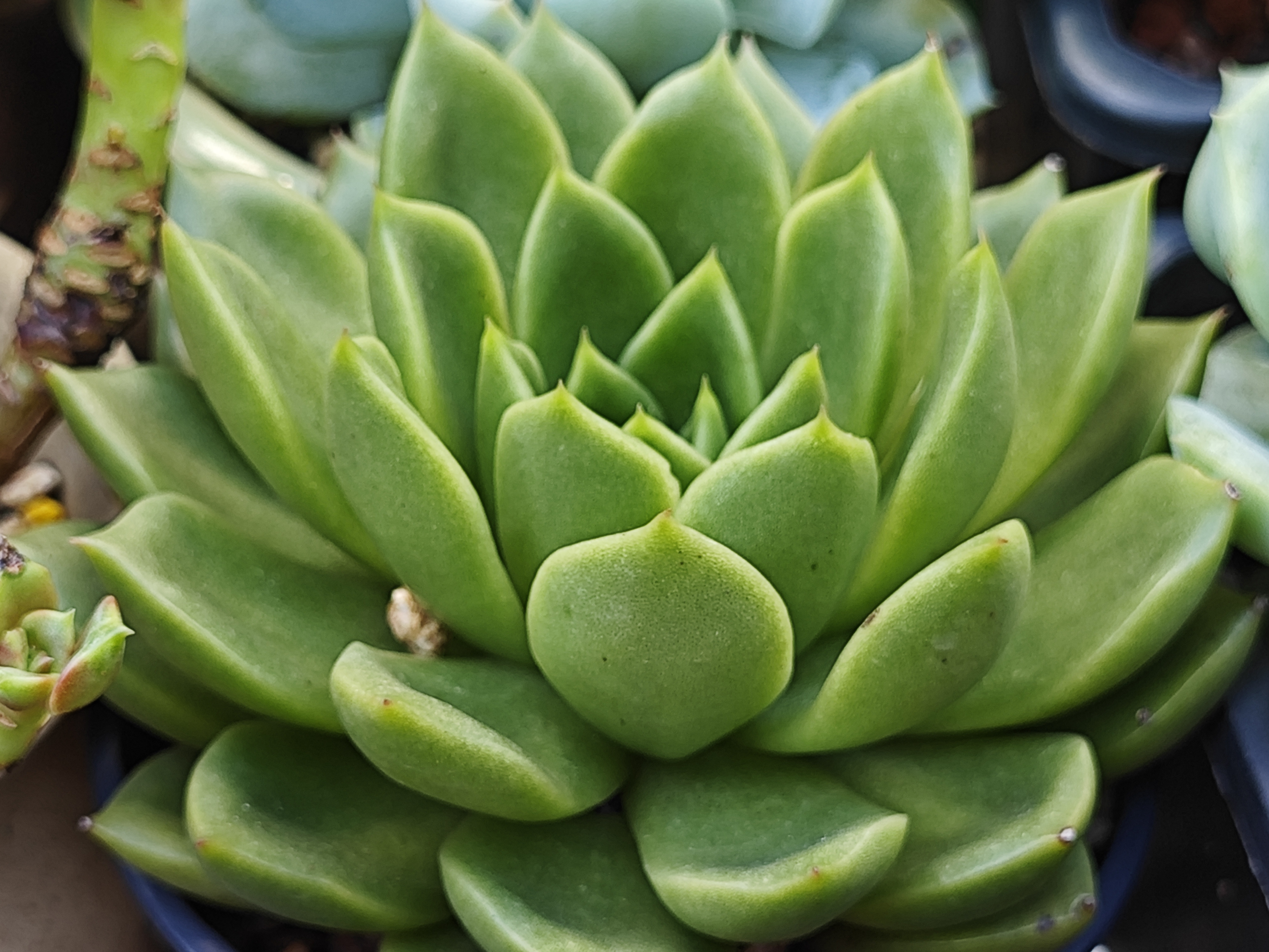 多肉植物图片大全名称(多肉植物图片及名称 图鉴 品种) 多肉植物图片大全名称(多肉植物图片及名称 图鉴 品种)