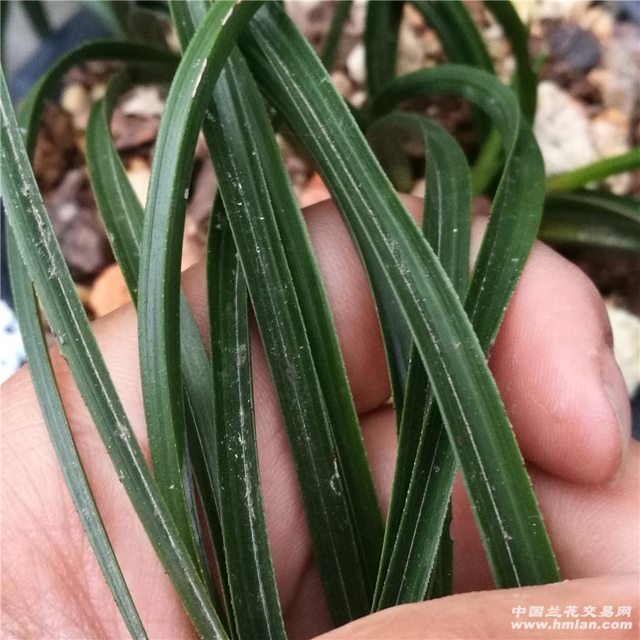 牛角草图片(牛角草是治什么病的)