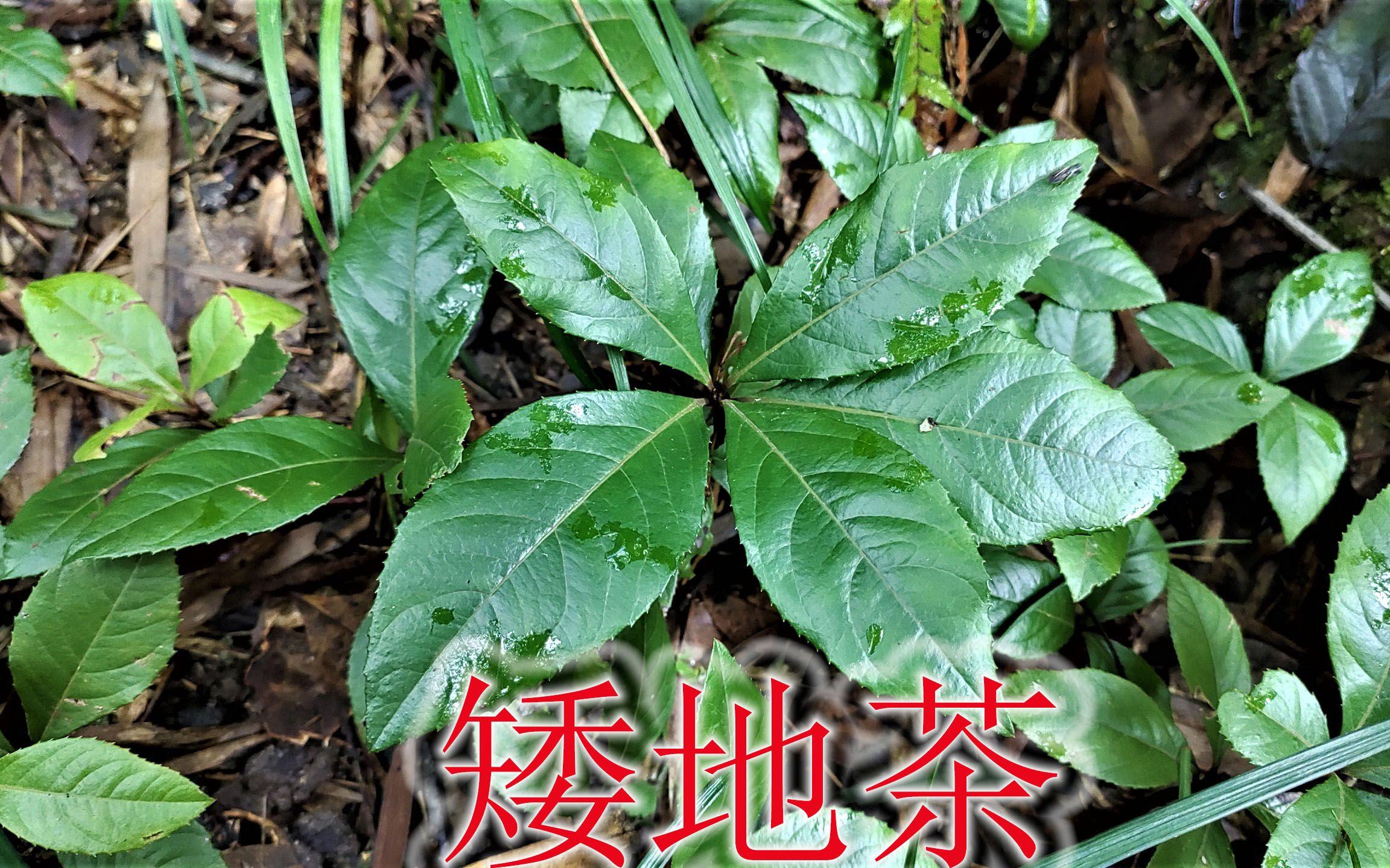 矮地茶图片大全(矮地茶图片大全及价格)