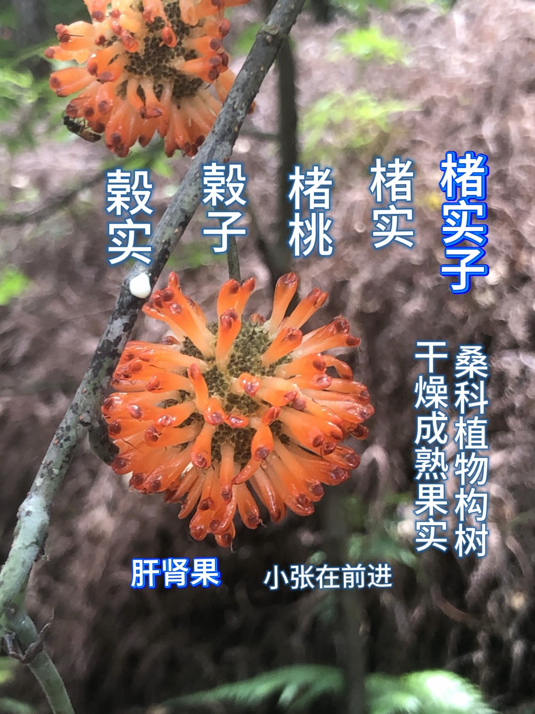 楮实子图片(楮实子图片看看)