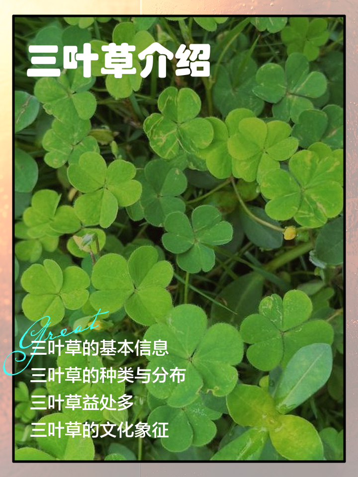 五叶草的功效与作用(五叶草的功效与作用图片 用法用量)