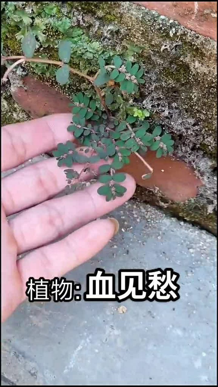 血见愁图片(血见愁图片功能)