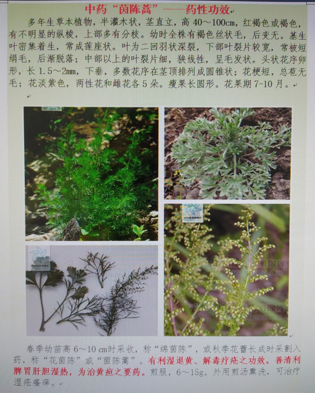茵陈的功效与作用图片(茵陈的功效作用与主治及禁忌)