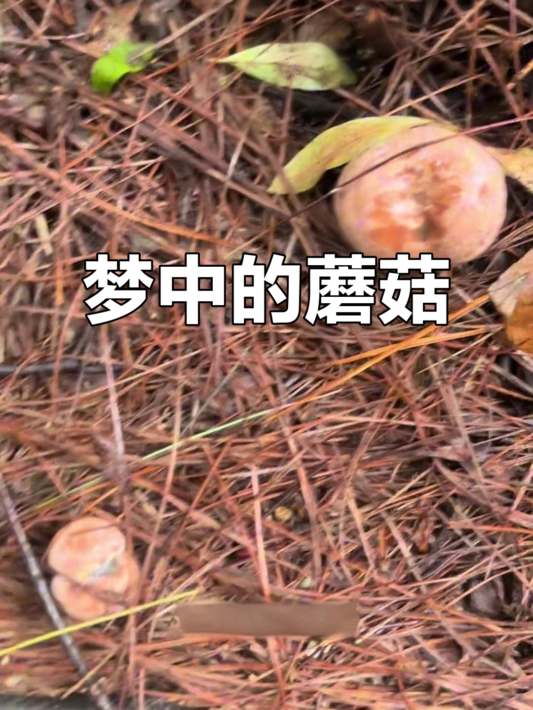 女人梦见捡蘑菇是什么预兆(女人梦见捡蘑菇是什么预兆 解梦)