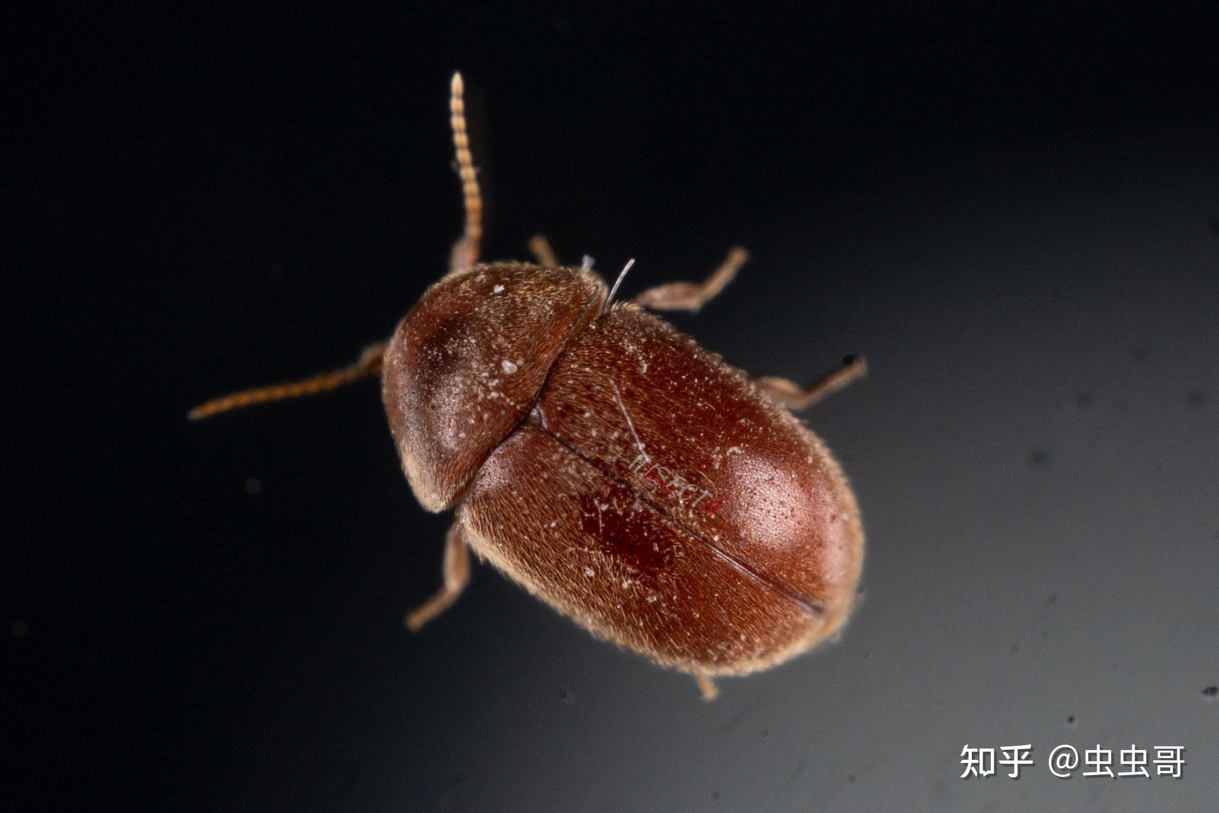 床上黑色硬壳小虫(床上黑色硬壳小虫是什么虫)