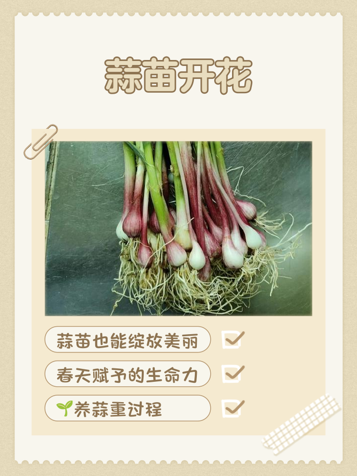 蒜苗热量(蒜苗的热量有多少最佳答案)