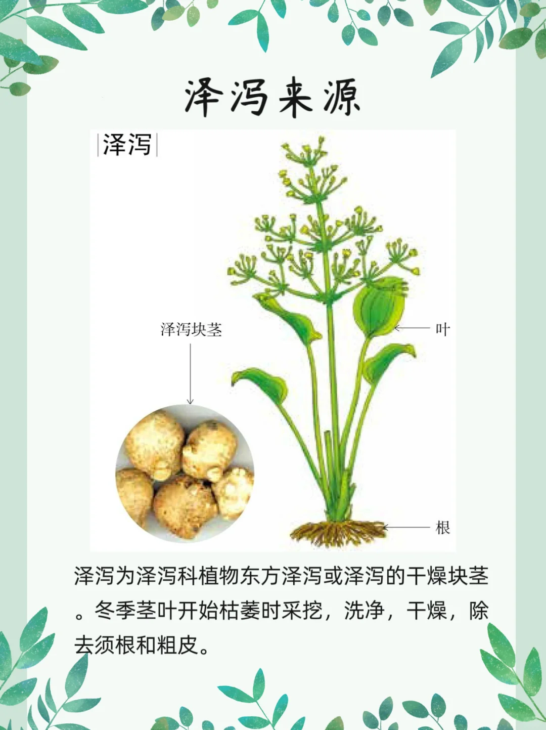 泽泻汤组成(牡蛎泽泻汤组成)
