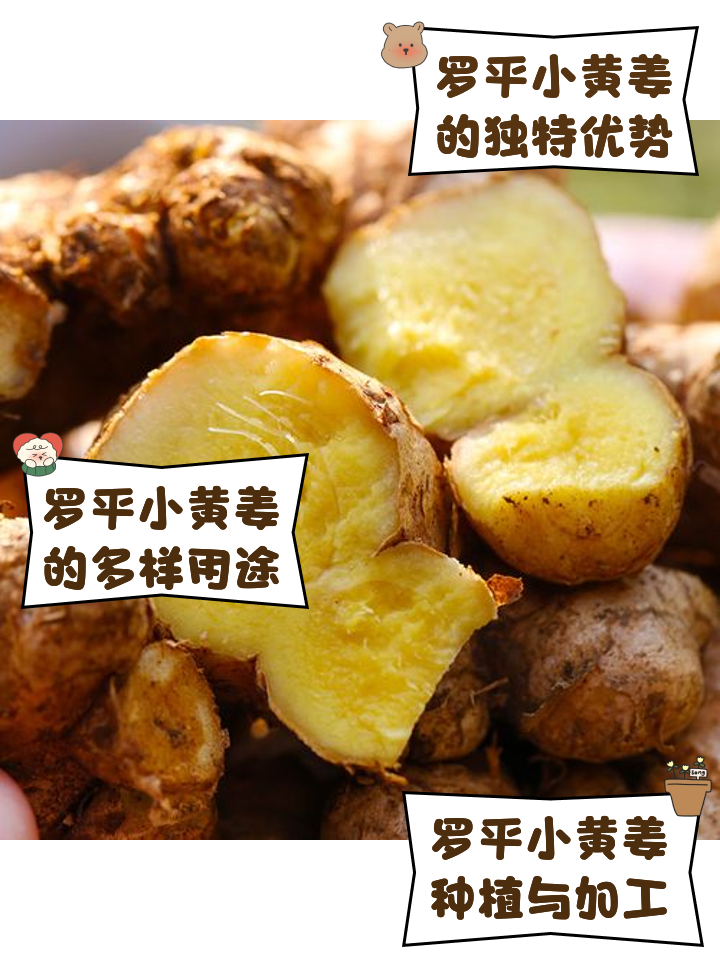 黄姜的功效与作用图片(黄姜的功效与作用图片 简介) 黄姜的功效与作用图片(黄姜的功效与作用图片 简介)