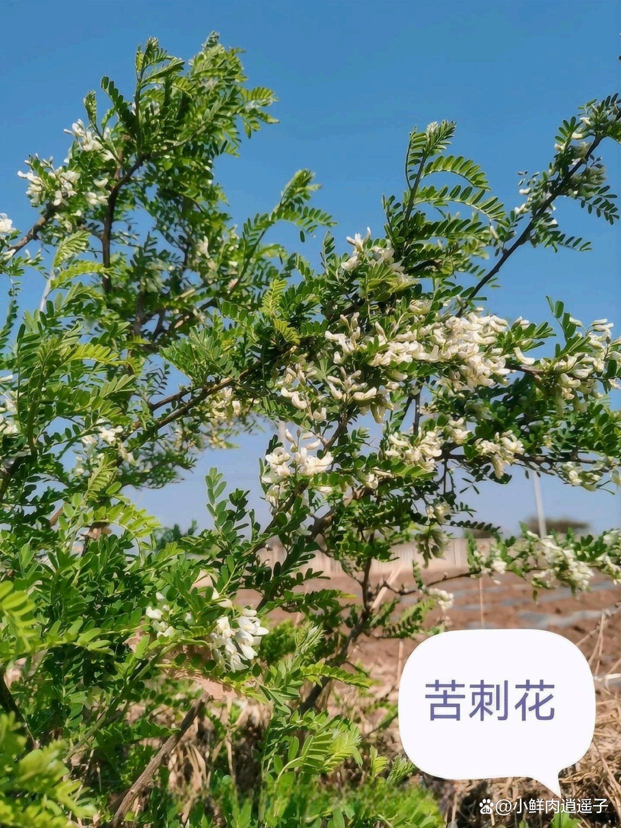 苦刺图片(苦刺的功能主治)