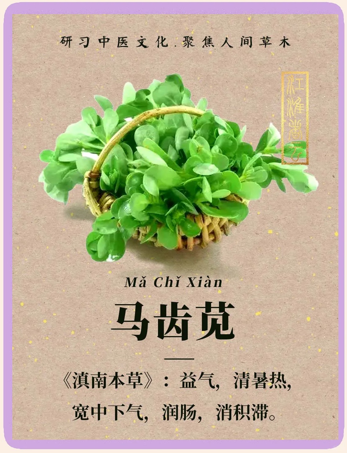 马甲子根的功效与作用(马甲子根的功效与作用图片)