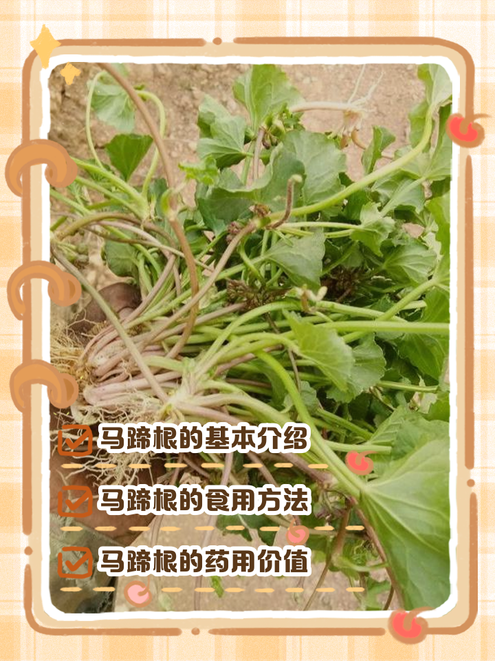马甲子根的功效与作用(马甲子根的功效与作用图片)