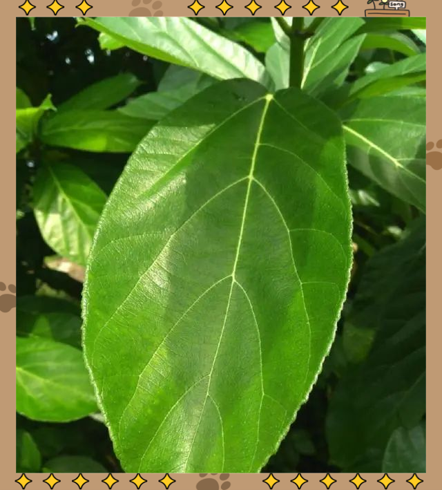 牛奶树图片(白花牛奶树图片)