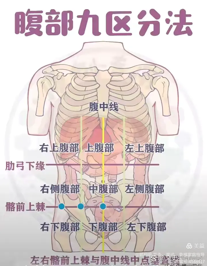 腹部脏器位置图片(腹部脏器分布图解剖前面观)