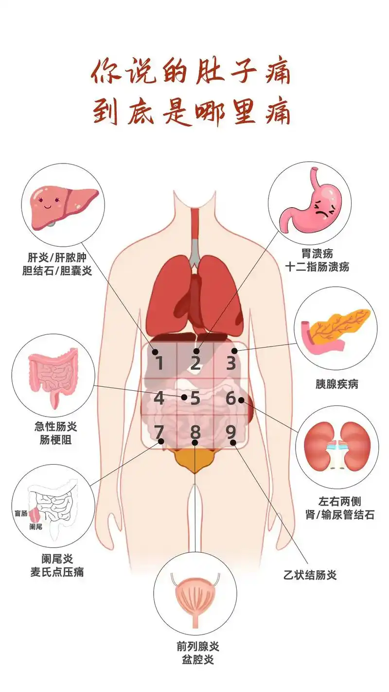 腹部脏器位置图片(腹部脏器分布图解剖前面观)