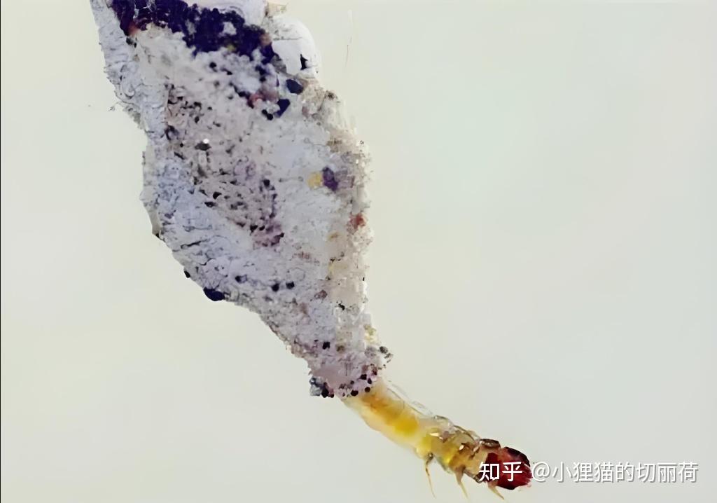 虫卵图片(寄生虫虫卵图片)