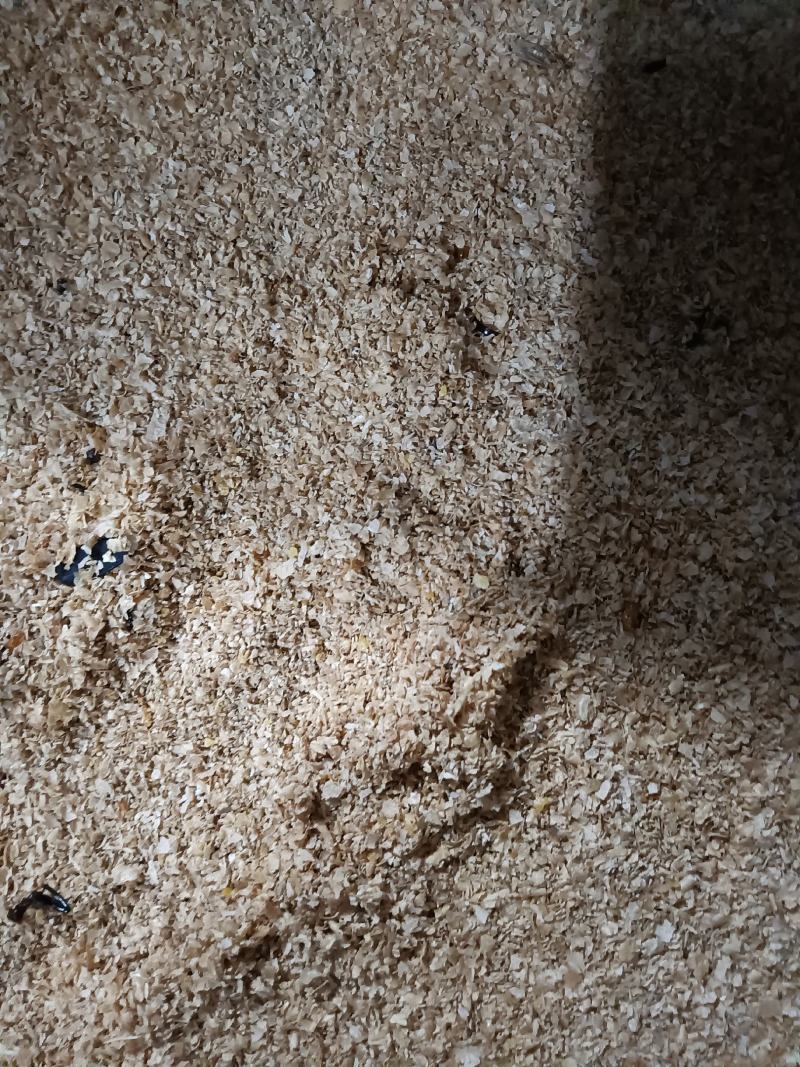 虫卵图片(寄生虫虫卵图片)