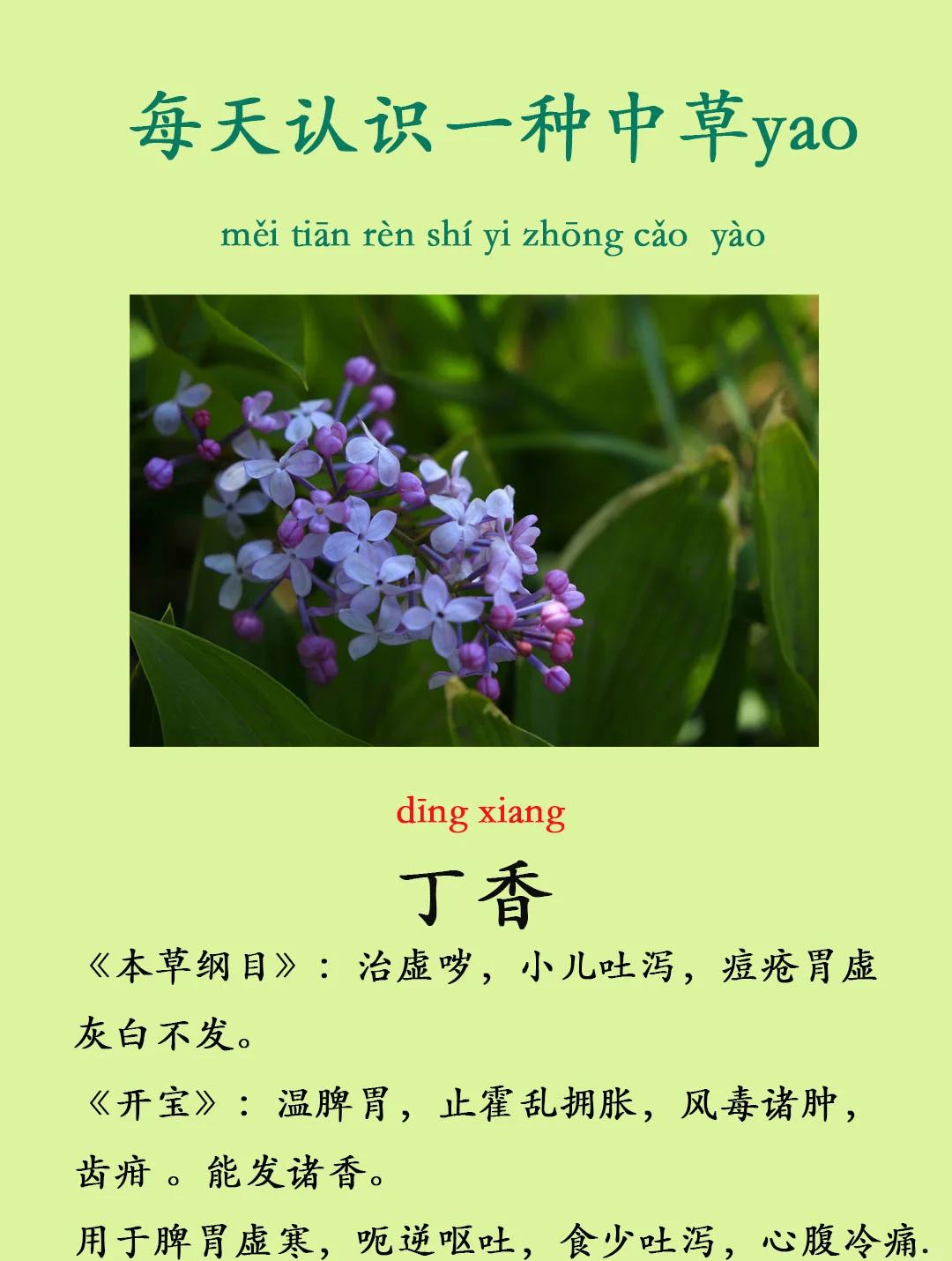 丁香的副作用和禁忌(丁香的副作用和禁忌是什么)