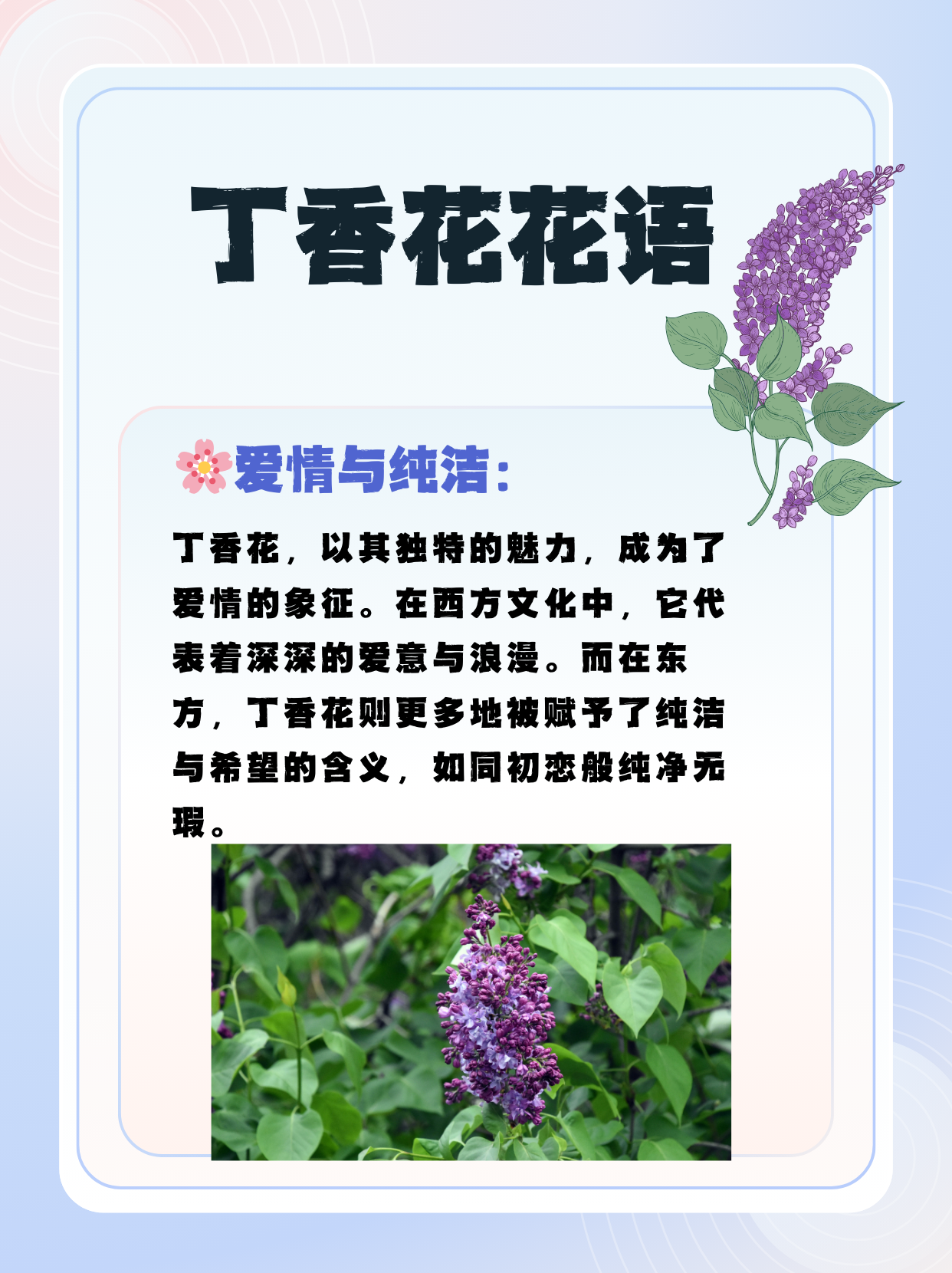 丁香的副作用和禁忌(丁香的副作用和禁忌是什么) 丁香的副作用和禁忌(丁香的副作用和禁忌是什么)