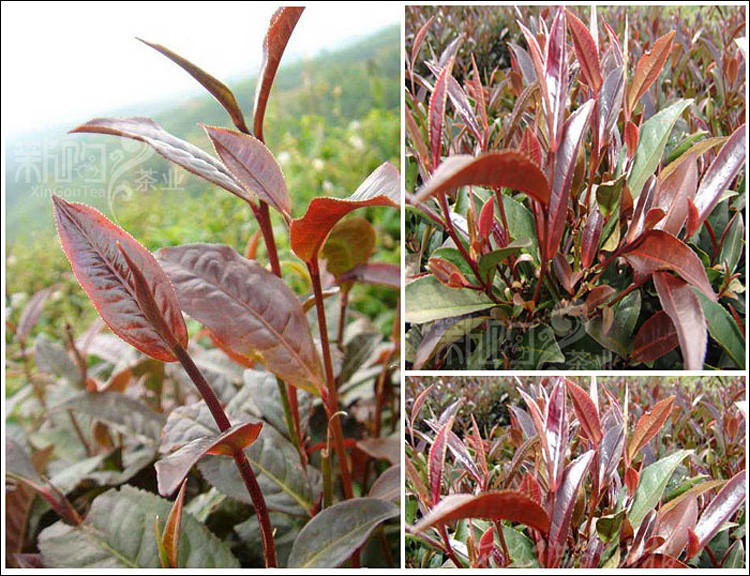 紫娟茶介绍(紫娟茶属于红茶还是绿茶) 紫娟茶介绍(紫娟茶属于红茶还是绿茶)