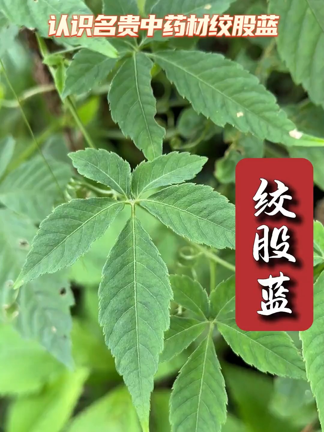 绞股蓝图片(绞股蓝图片和功效)