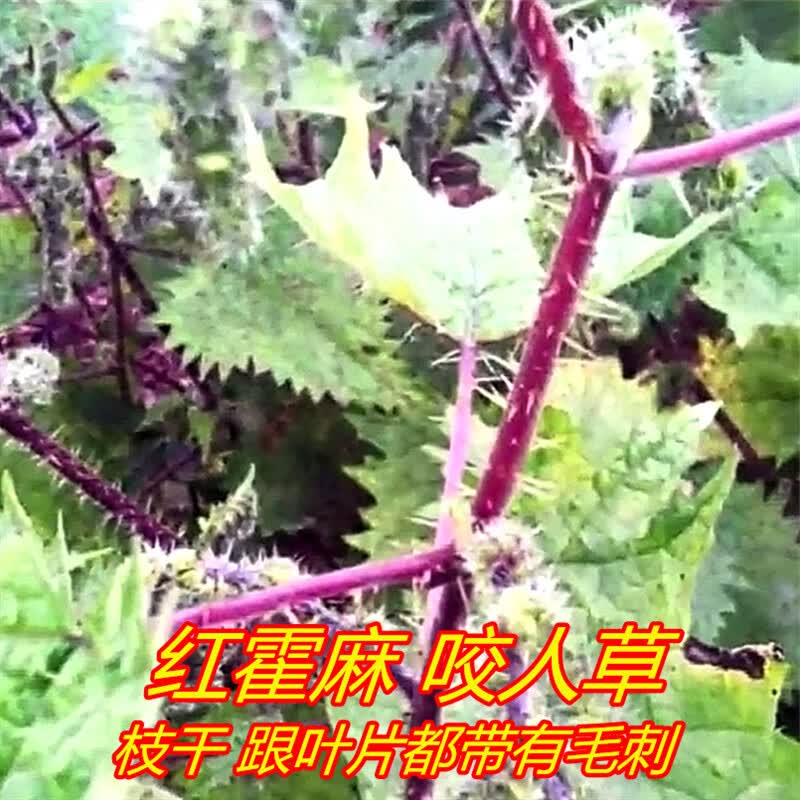 红活麻图片(红活麻图片大全)